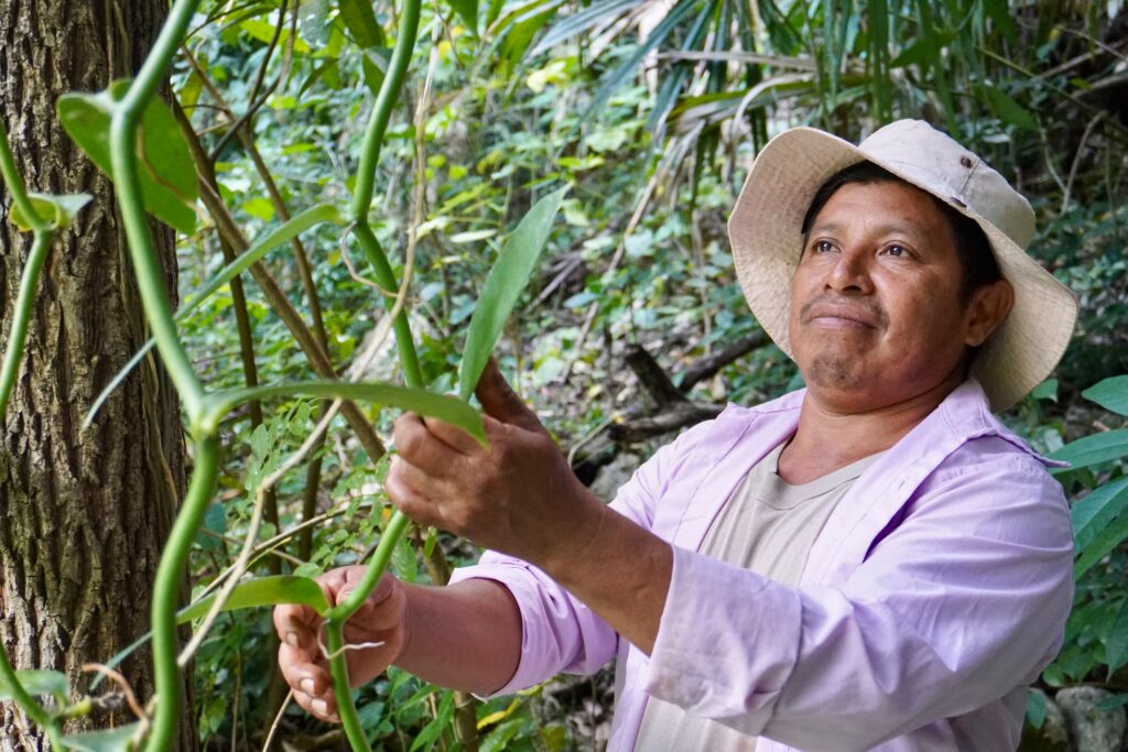 José Daniel Chuc sostiene una hoja de la vainilla maya.